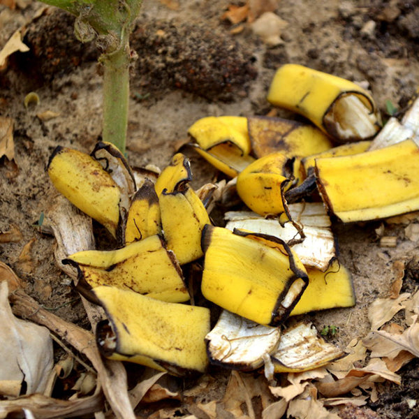 Beginner's Guide to Composting