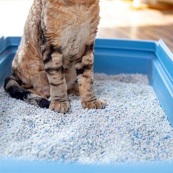 Can You Compost Cat Litter?