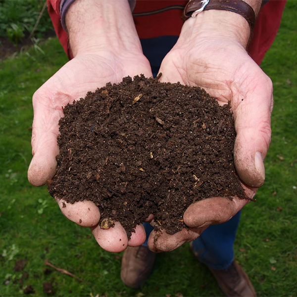 White Mold Growing On Soil- Now What Do You Do?