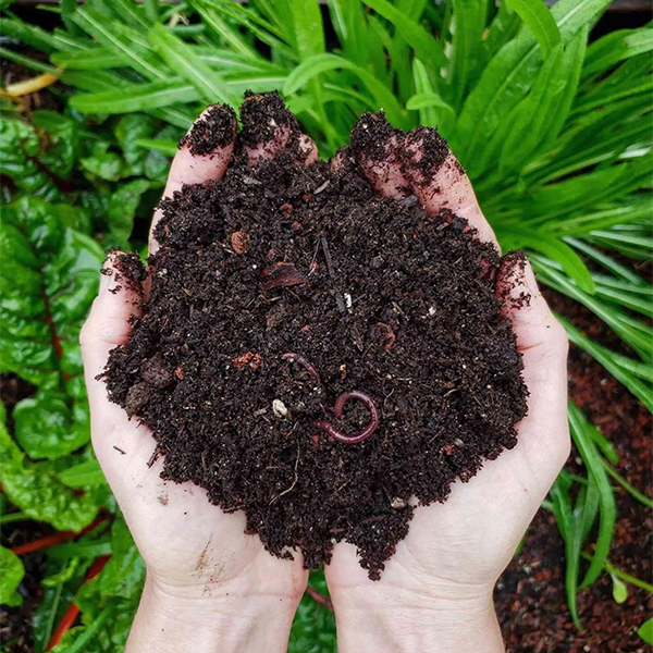 What to do about Bugs in Your Outdoor Compost