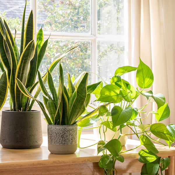 Can You Use Compost On Indoor Plants?