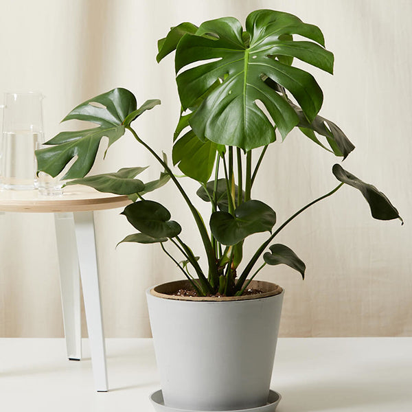 How to Prune Your Monstera