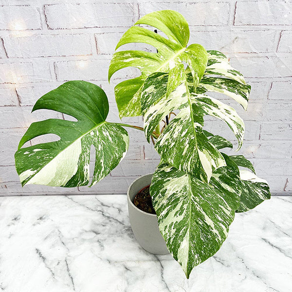 Monstera Variegata: What It Is & How to Care For It