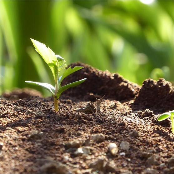 Essential Nutrients in Organic Fertilizers: A Detailed Analysis