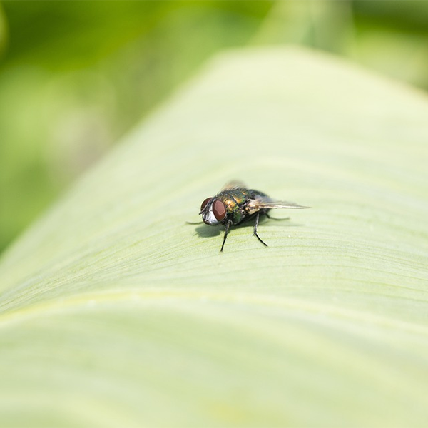 Flies in Compost: Why It is A Problem + 8 Ways You Can Deal With It