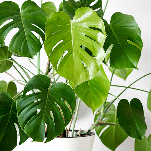 5 Incredible Monstera Varieties to Add to Your Home